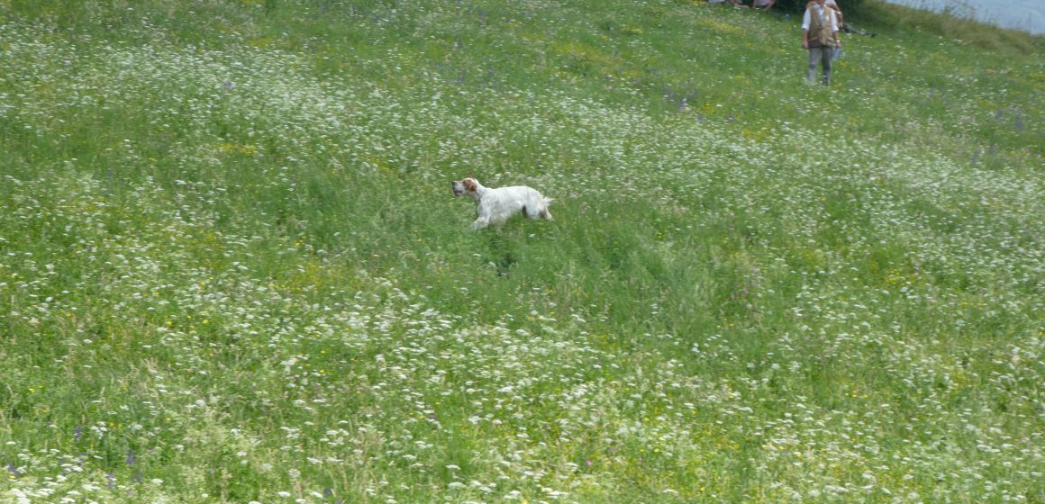 Auotorizzato l’addestramento cani da parte di Regione Lombardia: scarica l’ordinanza regionale del 3 maggio