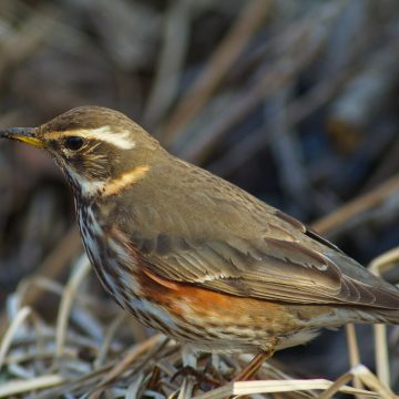 Decreto anellini: tutte le regole da seguire in Regione Lombardia