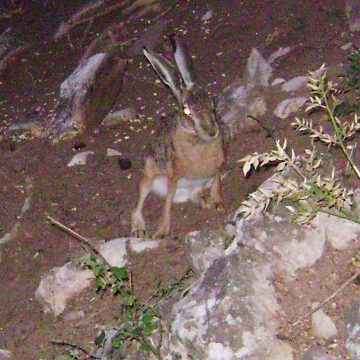 Chiusura anticipata alla caccia alla lepre negli Atc di Cremona
