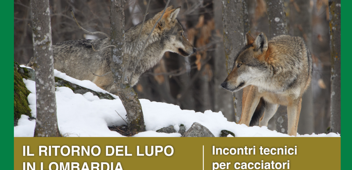 “Il ritorno dei lupi”: confermati gli incontri dell’11 dicembre in provincia di Varese e Milano. Rinviati gli incontri in bergamasca