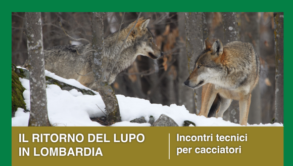 “Il ritorno dei lupi”: confermati gli incontri dell’11 dicembre in provincia di Varese e Milano. Rinviati gli incontri in bergamasca