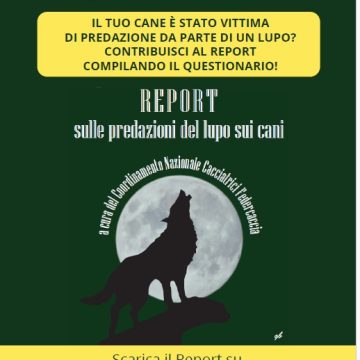 Predazioni da lupo: l’invito a partecipare al monitoraggio del Coordinamento cacciatrici Federcaccia