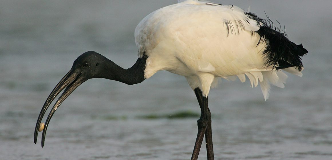 Contenimento di ibis sacro e scoiattoli alloctoni: un corso a cura di Regione Lombardia