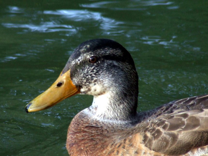 Caccia in Lombardia, il TAR Milano rinvia al 5 novembre la decisione sugli acquatici a fine gennaio