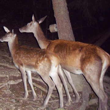 Patologia della valvola mitrale: una ricerca medica condotta sui cuori di cervo forniti dai cacciatori