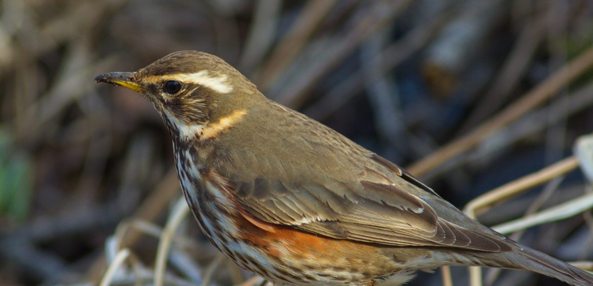 Decreto anellini: tutte le regole da seguire in Regione Lombardia