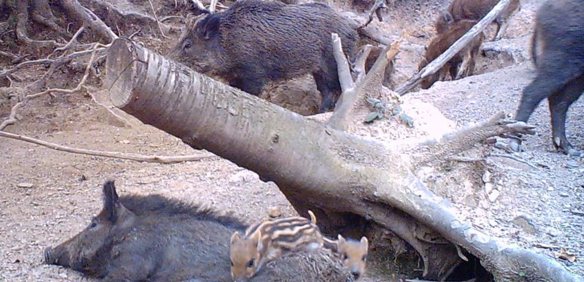 Selvatici per le strade. Non è una favola di Natale: il pensiero di Federcaccia Nazionale