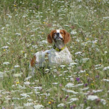 Addestramento cani in Lombardia: scarica l’autocertificazione con i riferimenti normativi