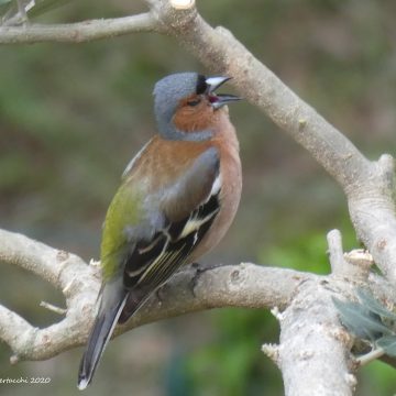 Regione Lombardia chiede la deroga per roccoli, fringuello, storno e piccione: il commento di Fidc Lombardia