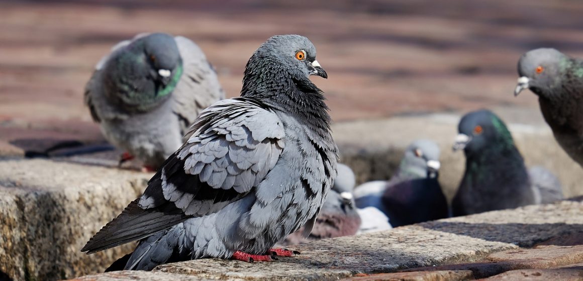 Controllo dei piccioni in Lombardia: 600 cacciatori autorizzati dalla Regione