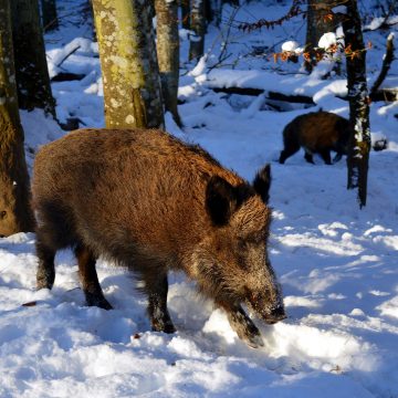 La caccia è caccia. TUTTA. Non solo quella di pubblica utilità. E si esercita senza rischi di contagio