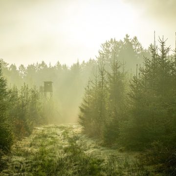 Caccia e sicurezza: diminuiscono gli incidenti e le vittime nel 2020. I risultati dell’Università di Urbino