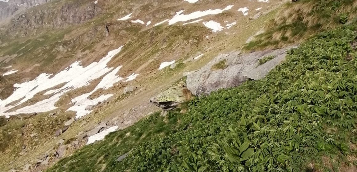 Tre modifiche alle legge regionale della caccia: il commento di Federcaccia Lombardia