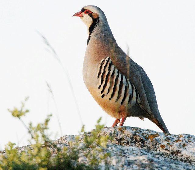 Distretti di gestione della coturnice: la presa di posizione di Federcaccia Lombardia