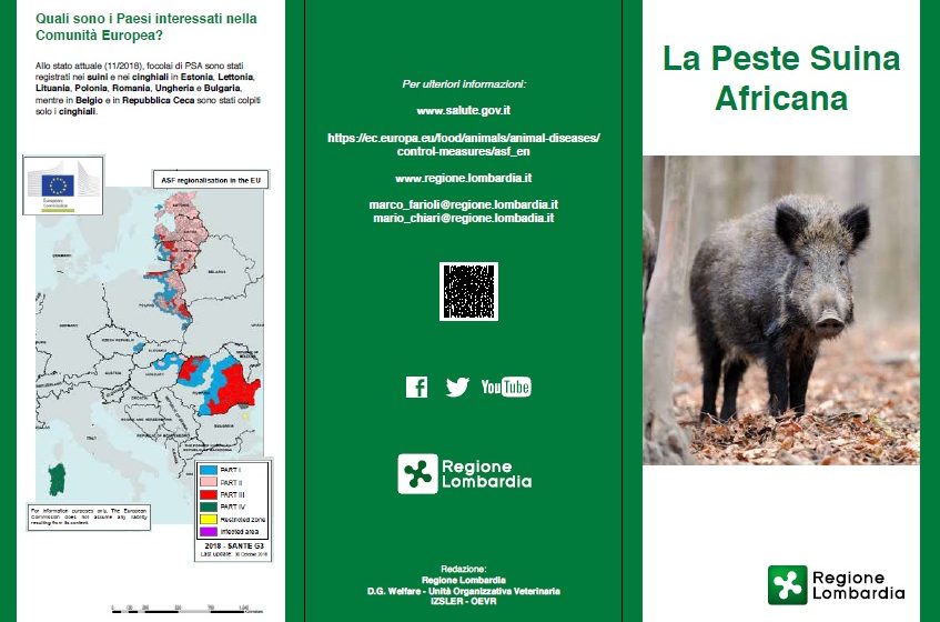 Caso di peste suina africana accertato in Piemonte: le istruzioni da seguire per evitarne la diffusione