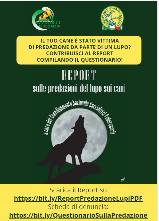 Predazioni da lupo: l’invito a partecipare al monitoraggio del Coordinamento cacciatrici Federcaccia